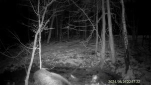 Trail camera lovacka kamera Hc 940 Pro Li, divlji vepar na hranilistu