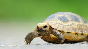 ЧЕРЕПАШКА ЛЯПОТА