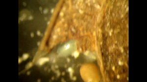 Ostracoda - beanfish