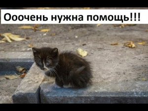 Очень нужна помощь добрых людей!