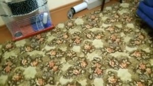 Игры с хорьком