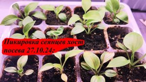 Пикировка хост посева 27.10.24г.