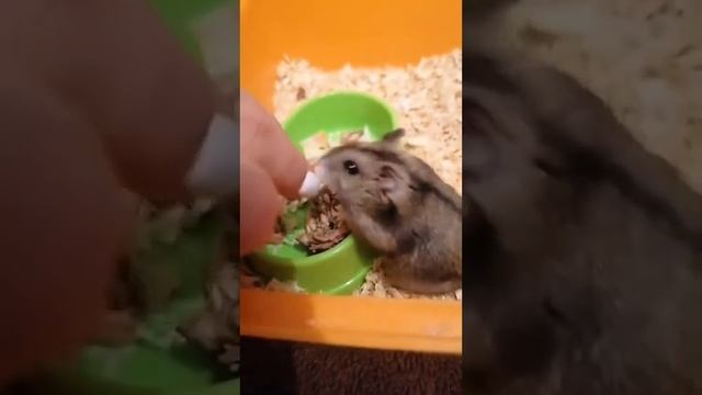 Питание хомяка Луни 🐹