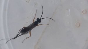 Auplopus Spider Wasps in Love ヒメクモバチ♂♀の交尾と交尾拒否