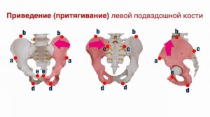 7-Я БОКОВАЯ МЫШЕЧНАЯ ЛИНИЯ.