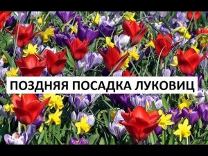 Поздняя посадка луковичных.