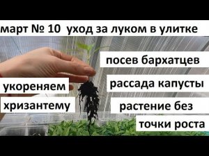 Март 10.Уход за луком в улитке.Рассада капусты. Посев бархатцев.
