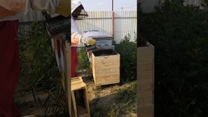 Роение 2019. Сажаем рой.