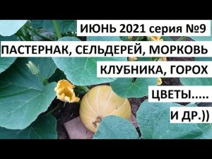 Июнь 2021серия №9. Разноцветная морковь. Пастернак, сельдерей и много что ещё)