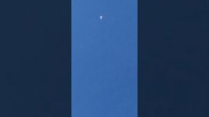 бойные голуби Донецка