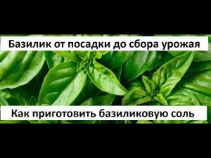 Базилик от посадки до сбора урожая.