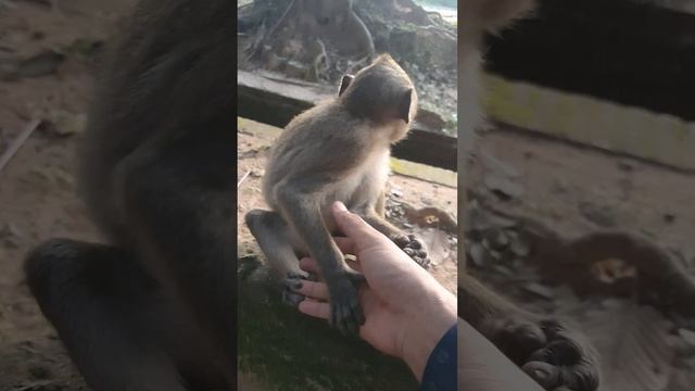 Adorable baby monkeys #monkey #video #shortvideo #(4)