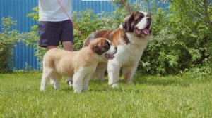 Сенбернар Жарден и Симка Щенки сенбернара +79171154106