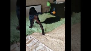 козочки камори