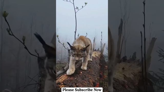 Big Cat 🐈 #shorts #shortvideo #photography #lion #panther #cat #bigcat #animals #snowleopards