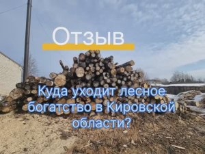 Новый отзыв. Куда уходит лесное богатство в Кировской области?