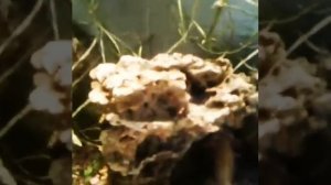 Палюдариум аквариум