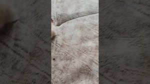 Самый маленький из четверых малышей.🐹Кричит! Хомяк напуган. Месячный сирийский хомяк.