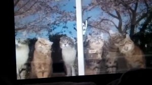 Приколы с котами _ТОПовая подборка Смешные Коты под музыку