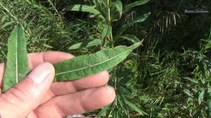 Зелёное золото