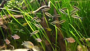 Тайэрия кривополосая, тетра пингвин Thayeria boehlkei