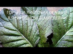 Горчица листовая от А до Я