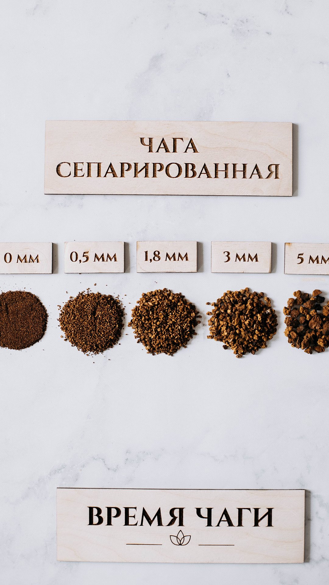 Чага - обзор всех видов.