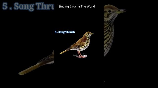 Singing Bird's Name/Singing Birds In The World