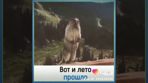 Вот и лето прошло( прикол)