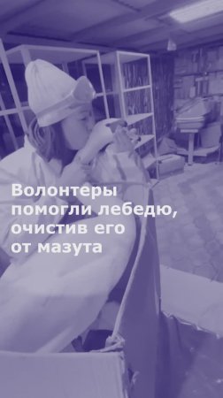 Волонтеры помогли лебедю, очистив его от мазута