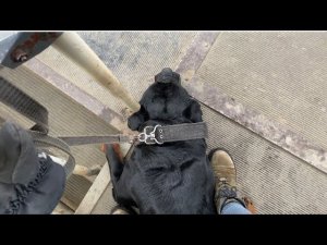 VLOG 17 | С собакой в колледж | Практические занятия с кинологом | Практика Кинологический Союз