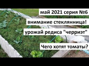 Май 2021 серия № 6. Стеклянница. Урожай редиса. Чего хотят томаты и многое другое....