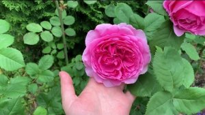 🌹 Роза Принцесса АЛЕКСАНДРА оф КЕНТ  ⭐️Часть 1