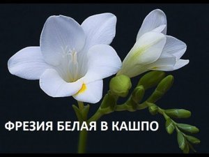 Фрезия в кашпо.