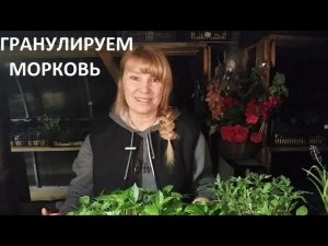 Гранулируем морковь - проверяем всхожесть.