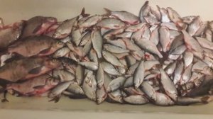 Зимняя ловля плотвы и леща на Куршском заливе.