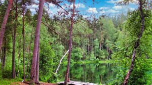 У лесного озера