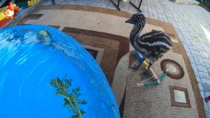 Эму 49 дней – бродит по двору и немного достает своим пощипыванием 😂