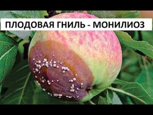 Плодовая гниль - монилиоз.