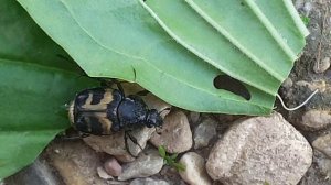 Восковик перевязанный,   пестряк полосатый (Trichius fasciatus)