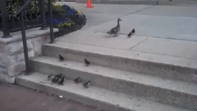 Как учить карабкаться к результату,успеху? Утка знает как....