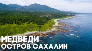 Медведи. Остров Сахалин