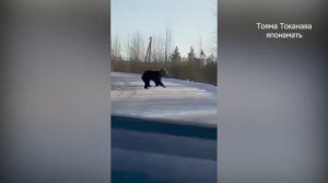 Бурятия, медведь шатун заглянул в гости к людям