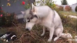 Три Собаки разорвали кошку