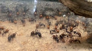 New addition! Dinomyrmex gigas colony