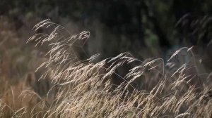 🛑 EXTRAÑA PLAGA DE INSECTOS INVADE ARGENTINA ¿QUE SON LOS TRIPS? | ULTIMAS NOTICIAS 2023