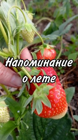 Напоминание о лете