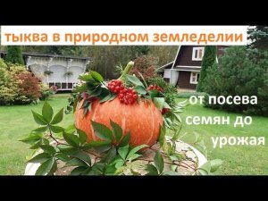 Тыква от А до Я в природном земледелии.