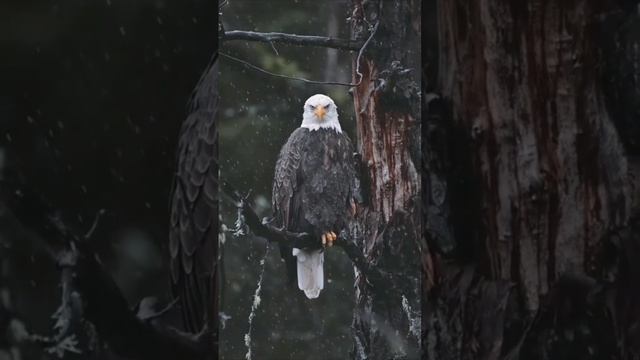 #eagle #shaheen #birds