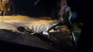 1500liter datnioides, potamotrygon, polypterus...